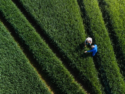 Workers in a green field examining crops