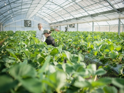 Two Asian workers in a greenhouse