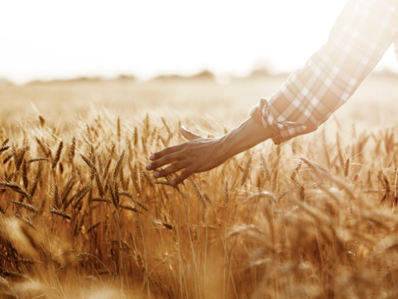 Hands lightly touching sustainainable grain in a field